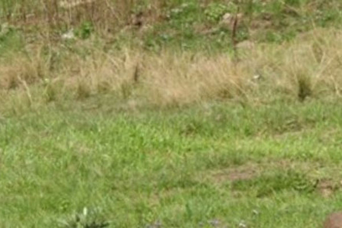 Vacant Land in Edendale - Photo 3