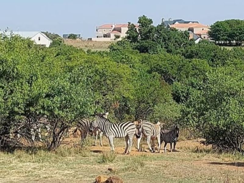Vacant land, ready do build your dream home. -Equestrian Estate -  Land for grabs!  - Photo 10