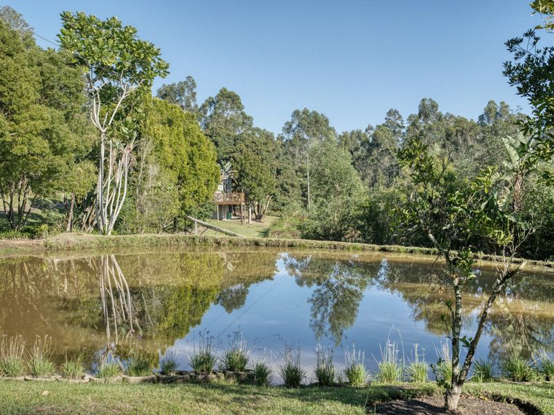 A scenic view of a natural pond surrounded by lush greenery and mature trees on the farm property.