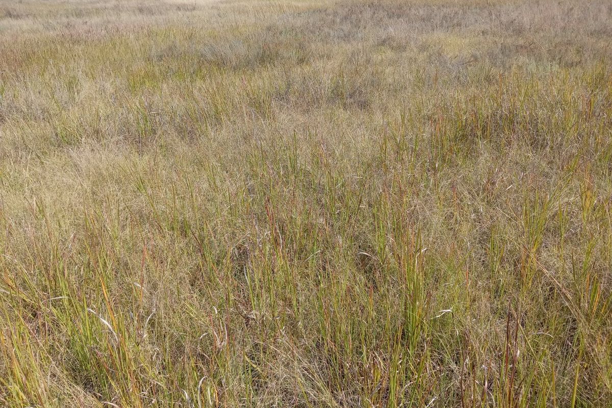 Farm available for sale at Bronkhorstspruit.  - Photo 3