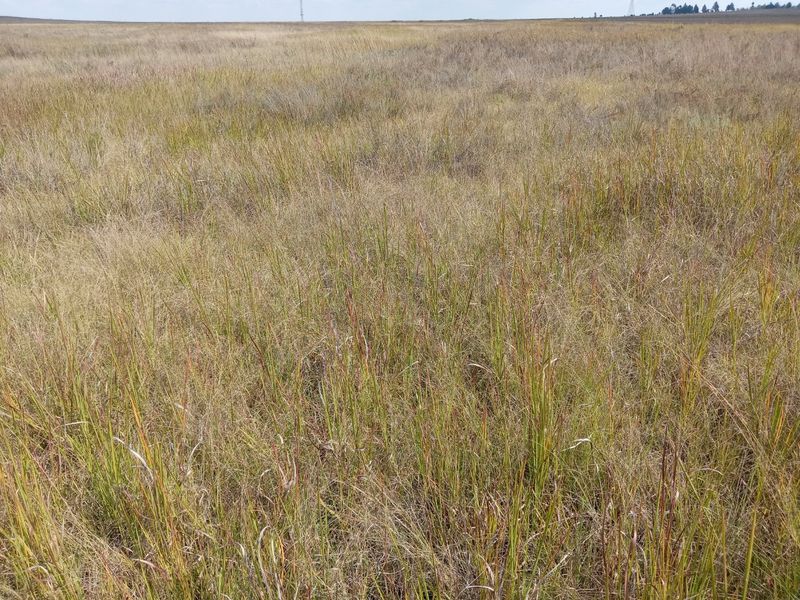 Farm available for sale at Bronkhorstspruit.  - Photo 3