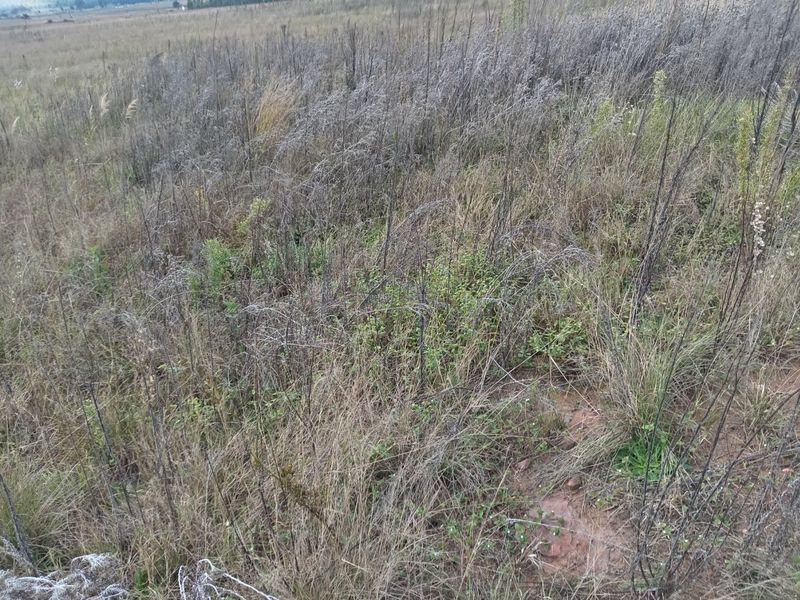 Farm available for sale at Bronkhorstspruit.  - Photo 5