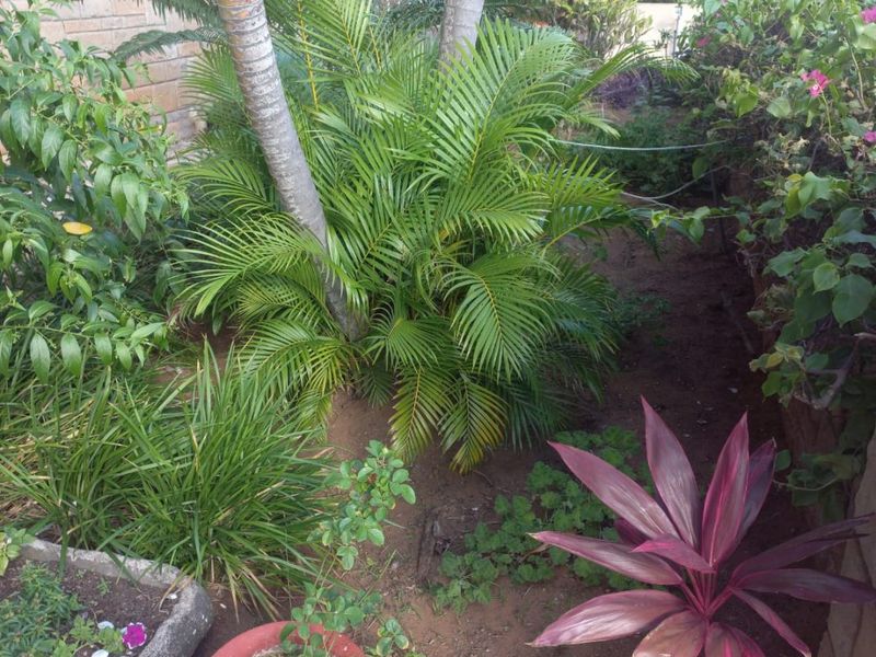 A small residential garden area featuring established palm trees, various shrubs, and a stone-clad building exterior wall.