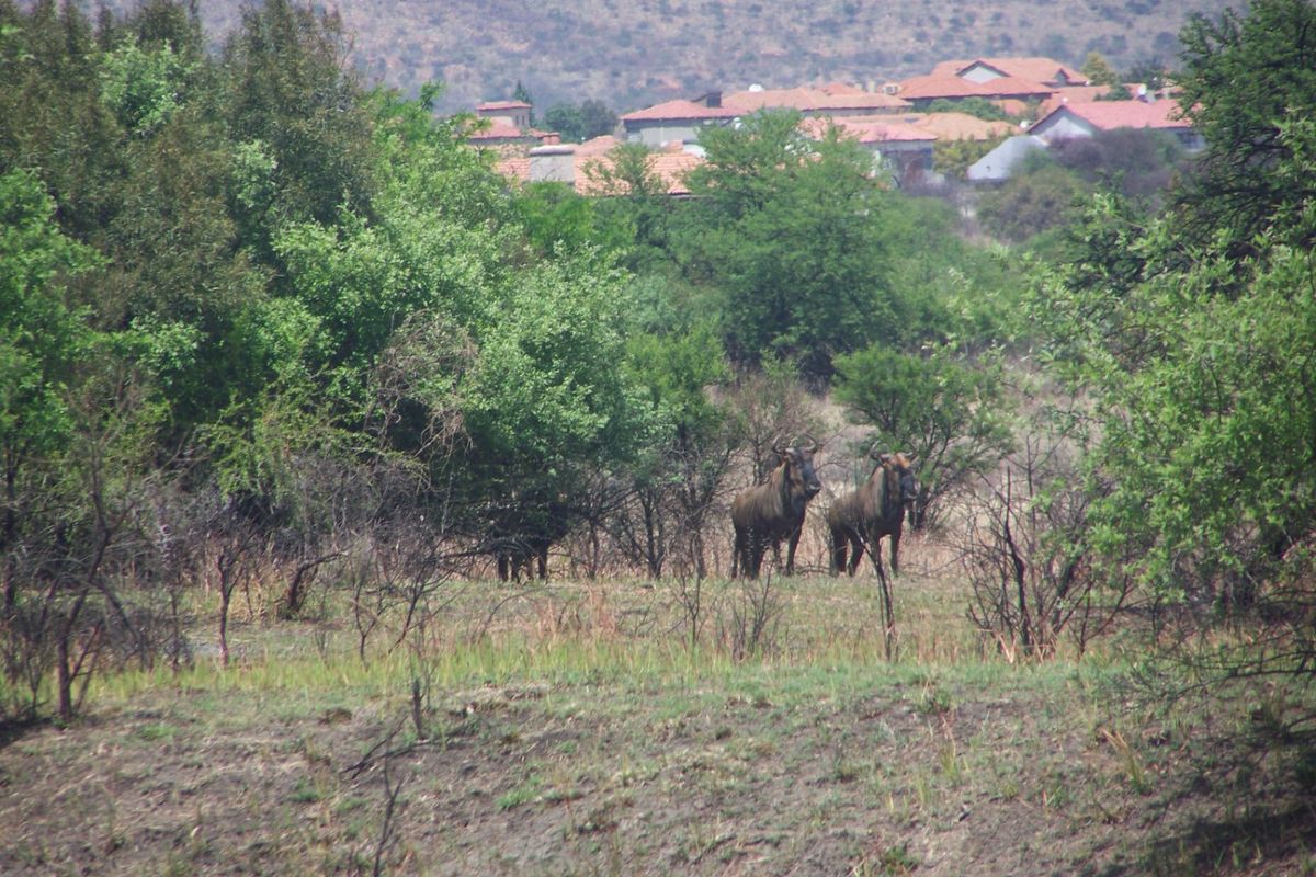 A scenic view of natural bushveld landscape featuring indigenous trees and wildlife, with residential properties visible in the distant background.