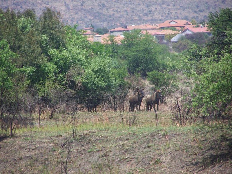 A scenic view of natural bushveld landscape featuring indigenous trees and wildlife, with residential properties visible in the distant background.