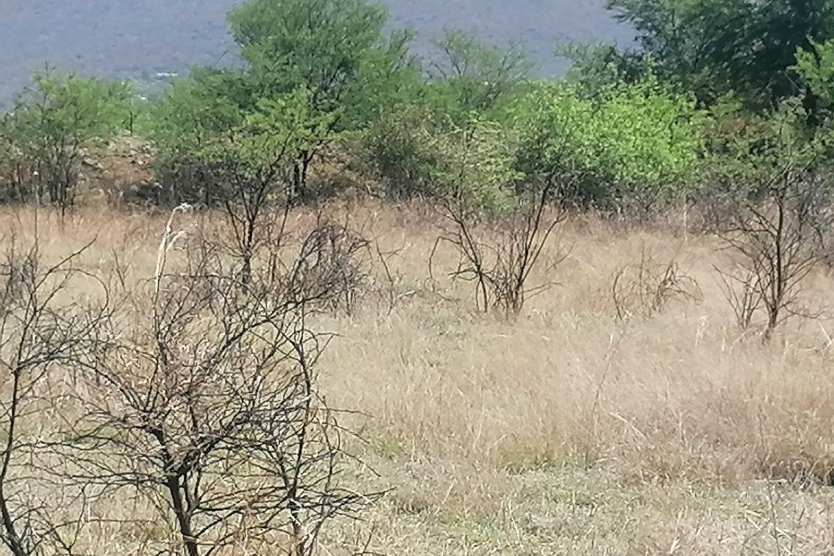 A view of the natural, undeveloped landscape featuring native shrubs and dry grass on the residential vacant land plot.