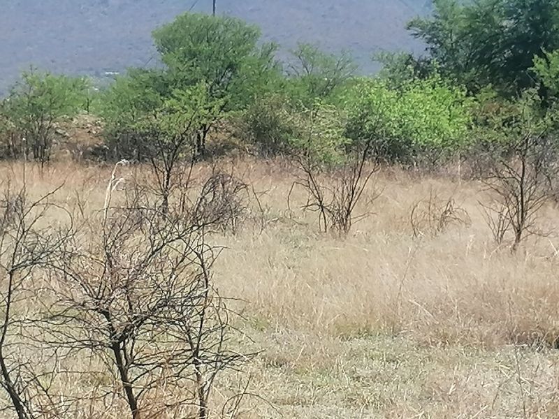 A view of the natural, undeveloped landscape featuring native shrubs and dry grass on the residential vacant land plot.