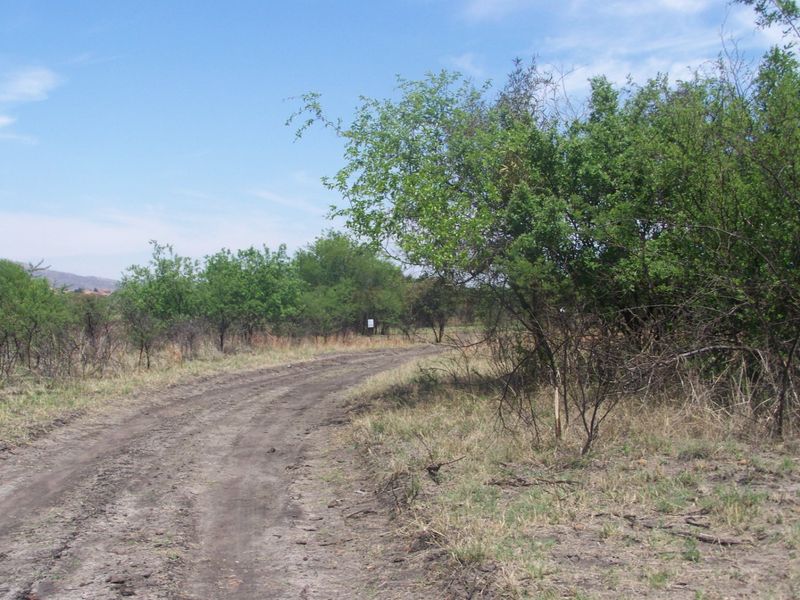 A view of a dirt access road leading through a vacant residential plot with natural vegetation.