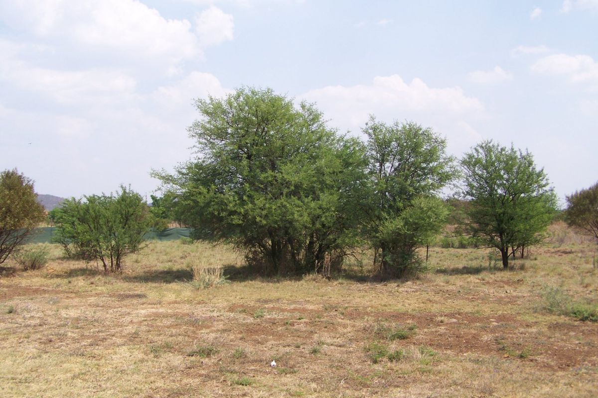 A view of a vacant residential plot featuring natural grassland and established native trees.
