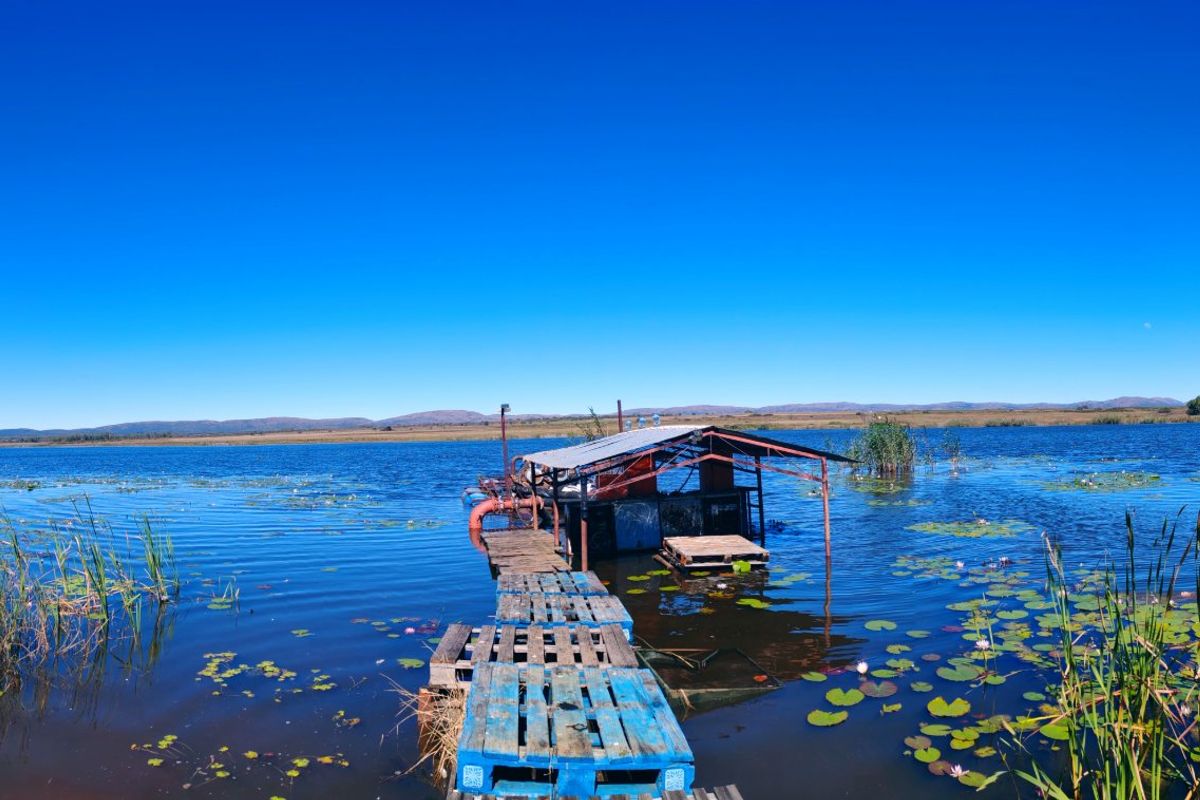 Irrigation/Cattle farm for sale, Alma/Modimolle - Photo 4