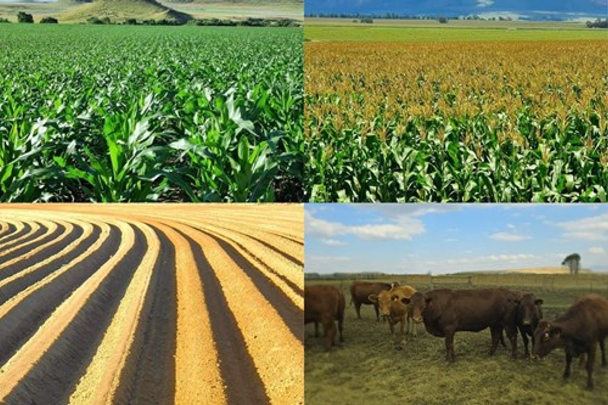 MULTI-FARM AGRICULTURAL INVESTMENT PORTFOLIO - Photo 2