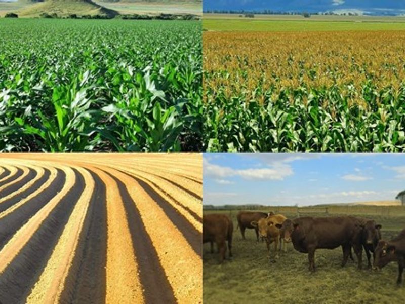 MULTI-FARM AGRICULTURAL INVESTMENT PORTFOLIO - Photo 2