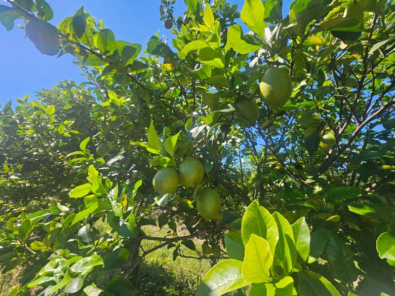 Farmstyle Living, Lemon Trees, Prime Location  - Photo 1