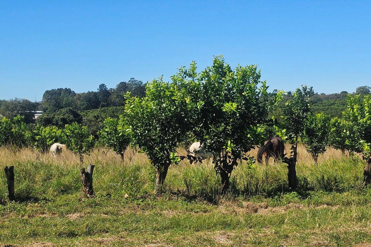 Farmstyle Living, Lemon Trees, Prime Location  - Photo 5