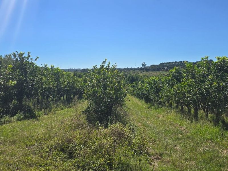Farmstyle Living, Lemon Trees, Prime Location  - Photo 10