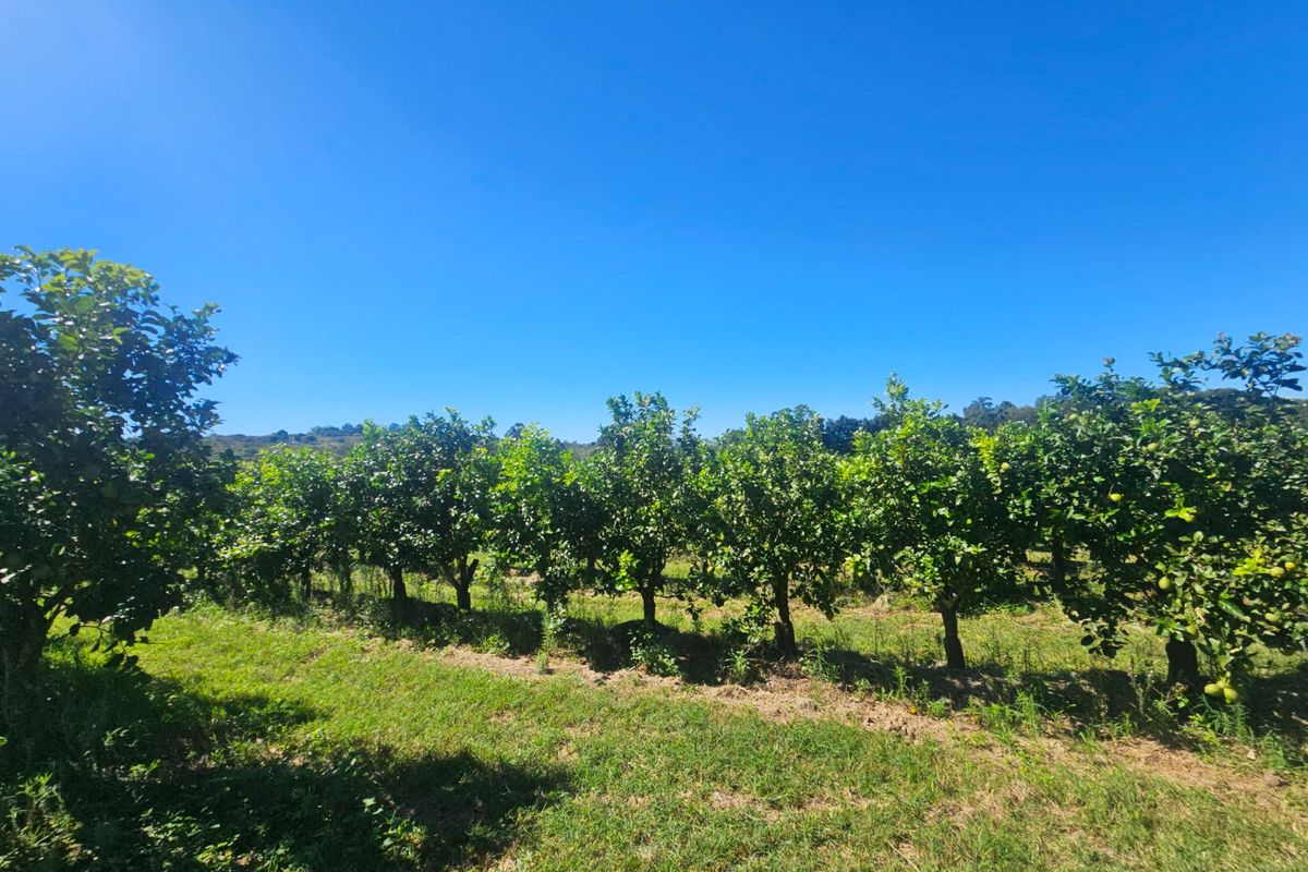 Farmstyle Living, Lemon Trees, Prime Location  - Photo 2