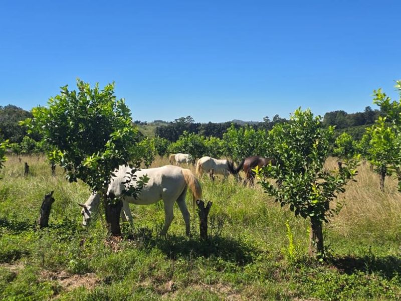 Farmstyle Living, Lemon Trees, Prime Location  - Photo 6