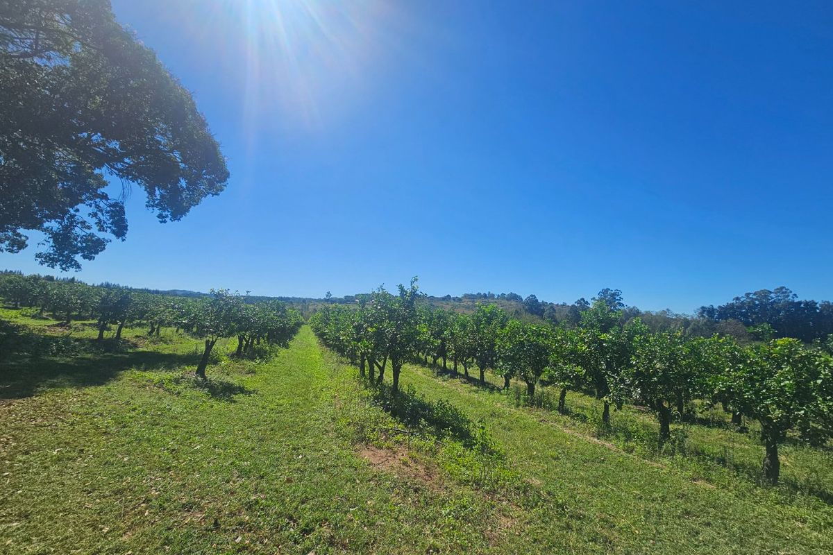 Farmstyle Living, Lemon Trees, Prime Location  - Photo 4