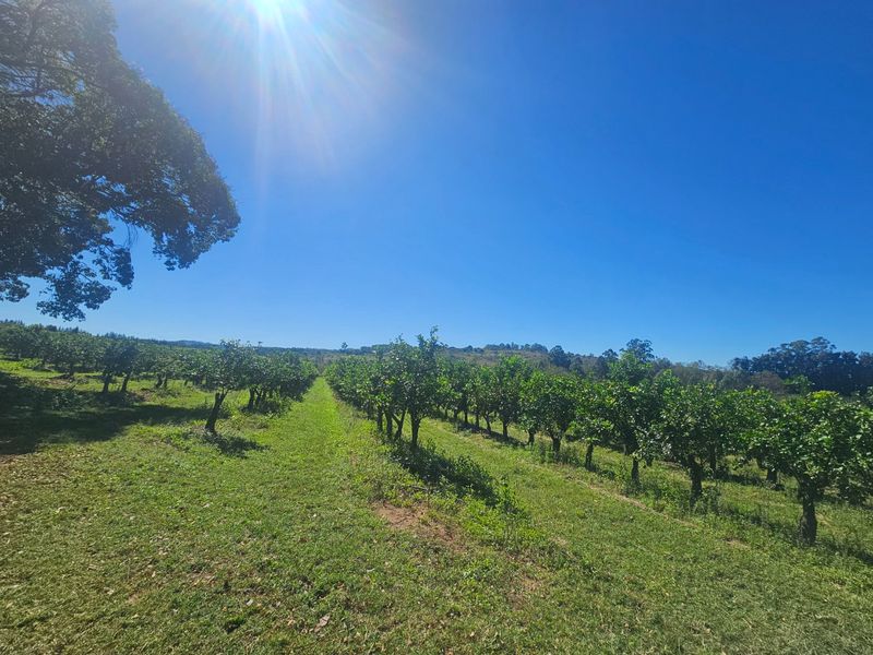 Farmstyle Living, Lemon Trees, Prime Location  - Photo 4