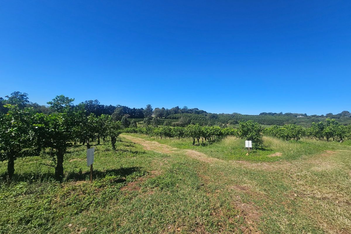 Farmstyle Living, Lemon Trees, Prime Location  - Photo 3
