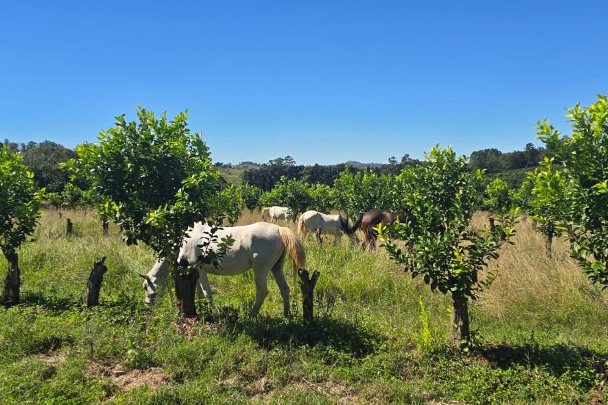 Build A Dream Home Off The Grid On A Beautiful Farm - Photo 5