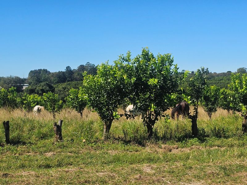 Build A Dream Home Off The Grid On A Beautiful Farm - Photo 6