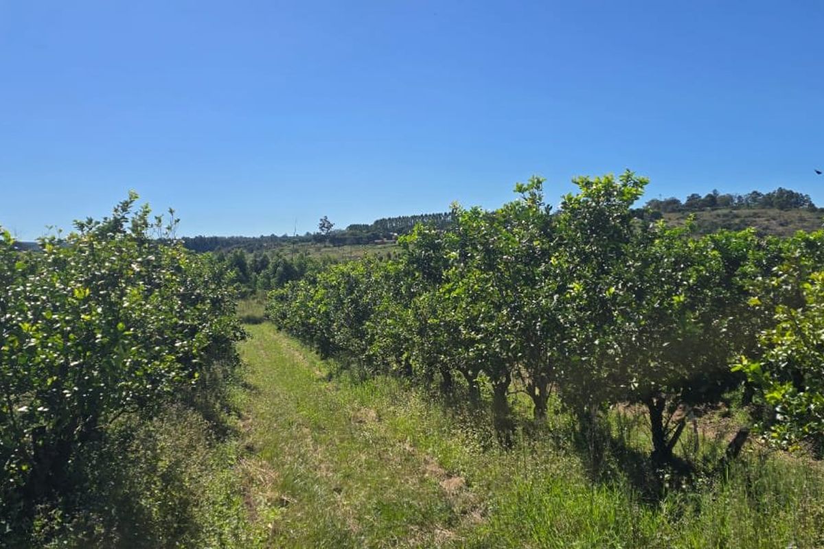 Build A Dream Home Off The Grid On A Beautiful Farm - Photo 3