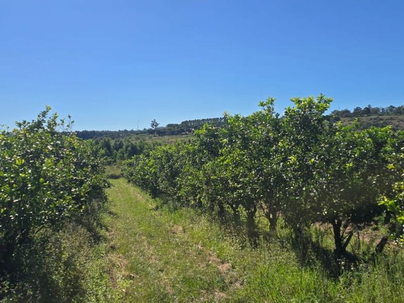 Build A Dream Home Off The Grid On A Beautiful Farm - Photo 3