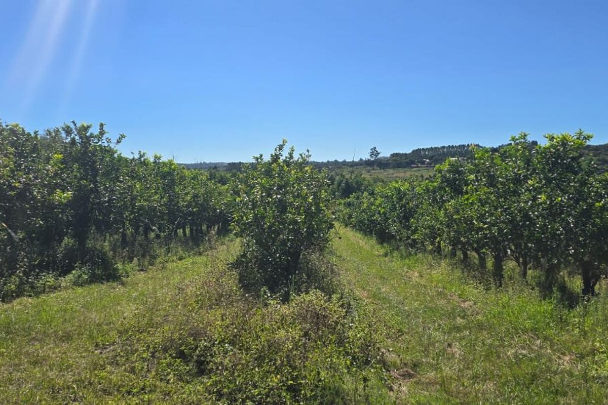 Build A Dream Home Off The Grid On A Beautiful Farm - Photo 4