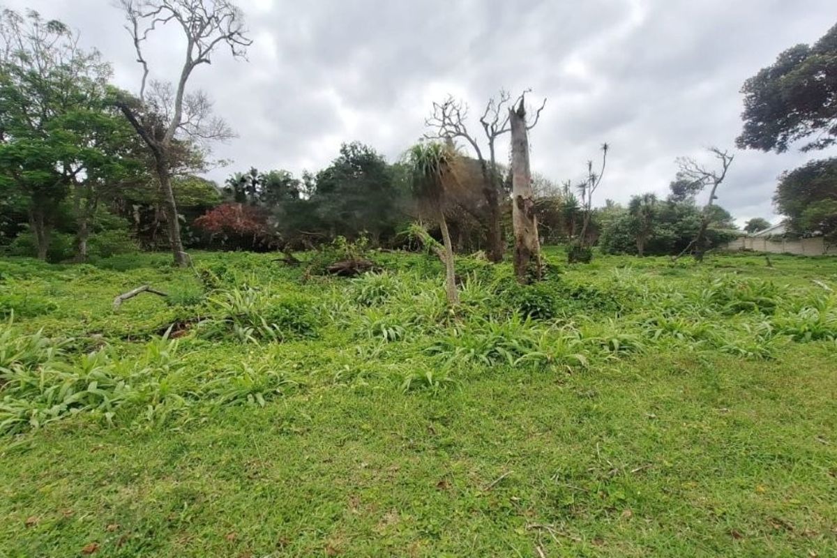 A view of a vacant residential plot featuring mature trees and overgrown natural vegetation.