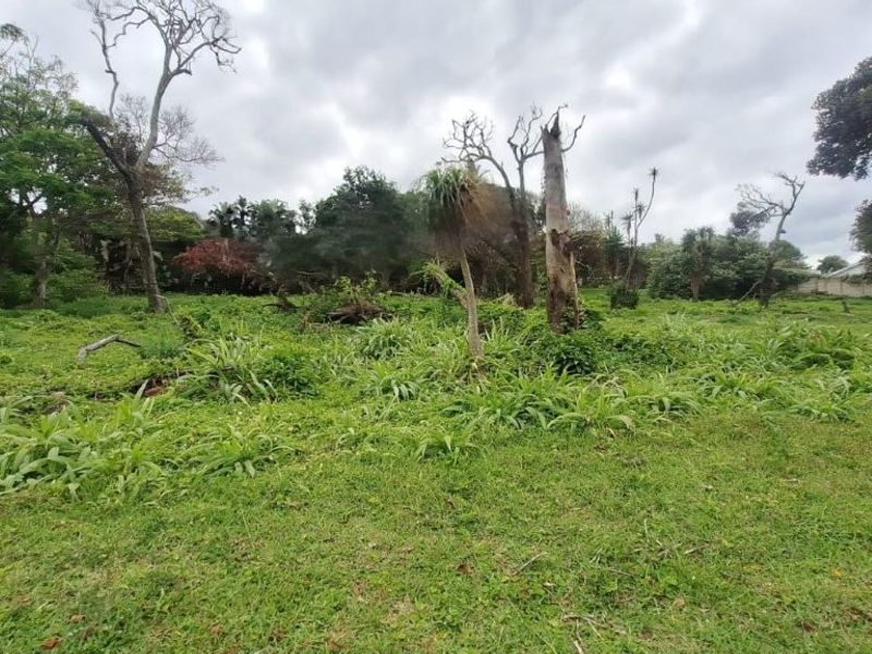 A view of a vacant residential plot featuring mature trees and overgrown natural vegetation.
