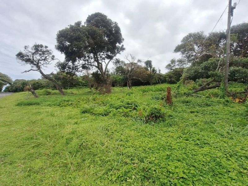 A vacant residential plot featuring natural vegetation, mature trees, and direct access to an adjacent asphalt road.