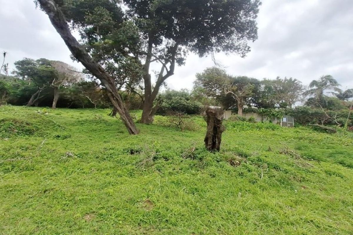 A view of a vacant residential plot featuring established trees and natural grass coverage.