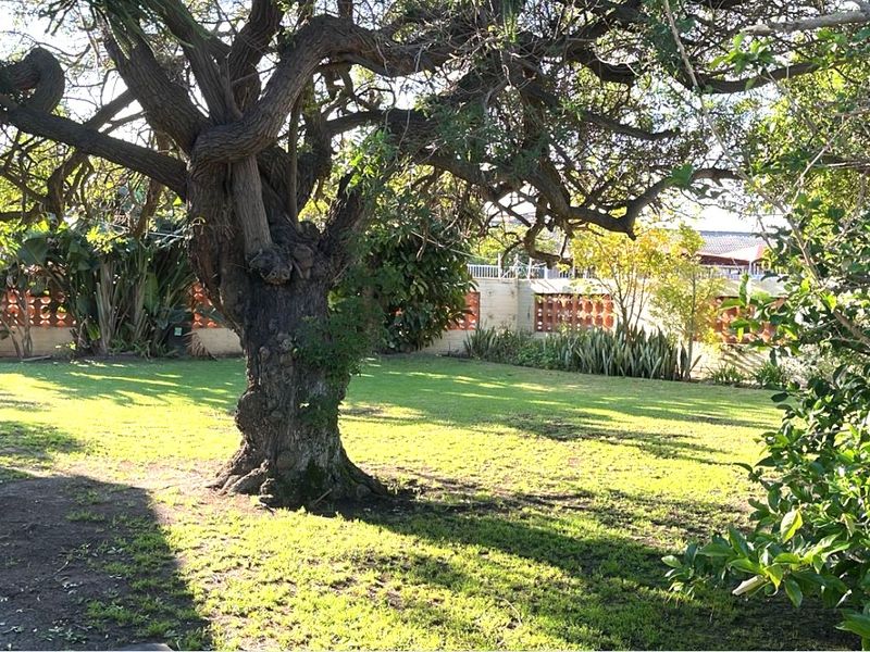 A spacious, established garden featuring a large mature tree, a brick paved walkway, and decorative breeze block boundary walls.