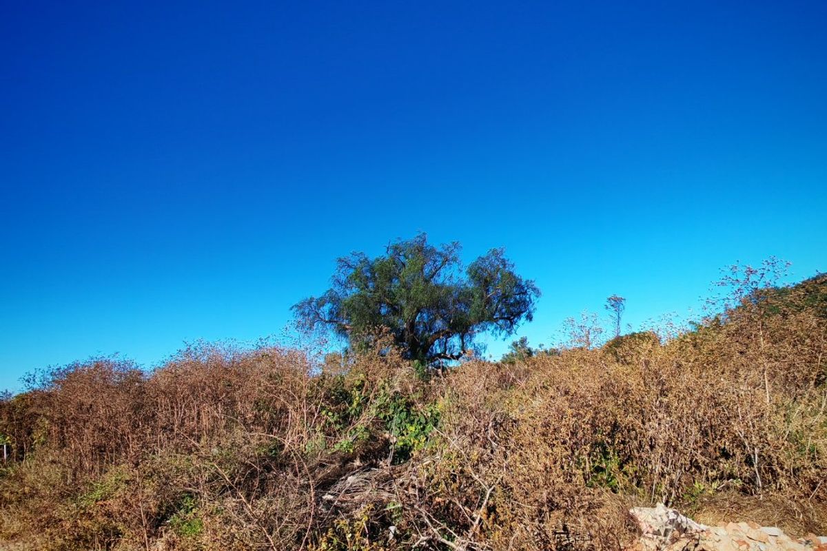 A view of an undeveloped residential plot featuring natural vegetation and a mature tree under a clear blue sky.