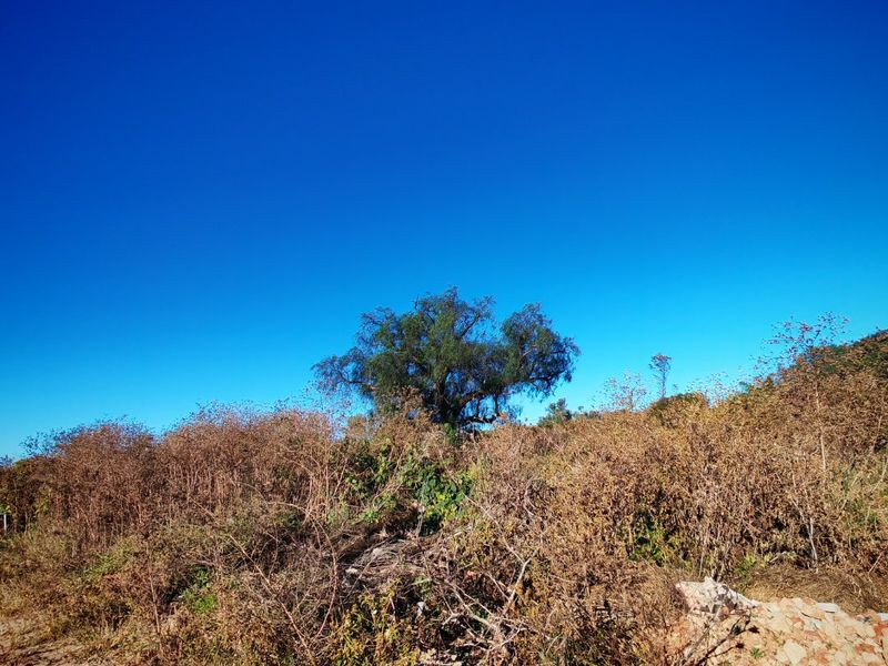 A view of an undeveloped residential plot featuring natural vegetation and a mature tree under a clear blue sky.
