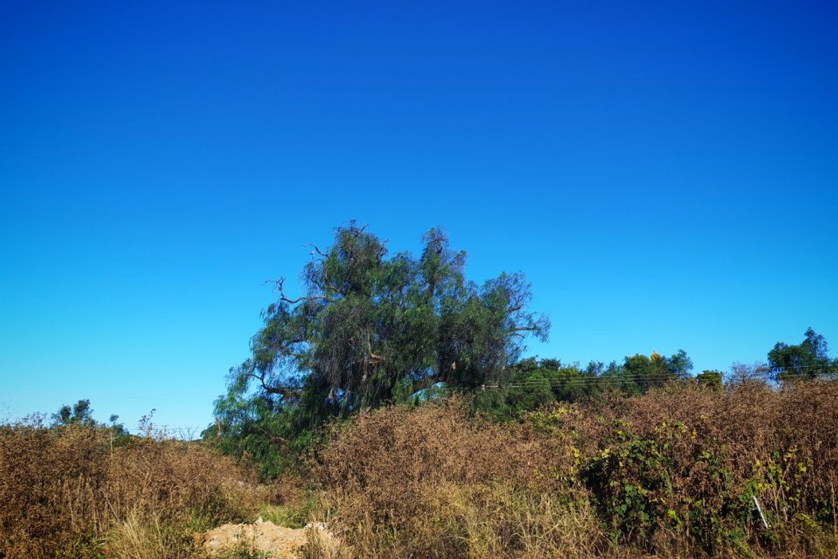 A view of a vacant residential plot featuring natural vegetation, a mature tree, and a paved street verge under a clear blue sky.
