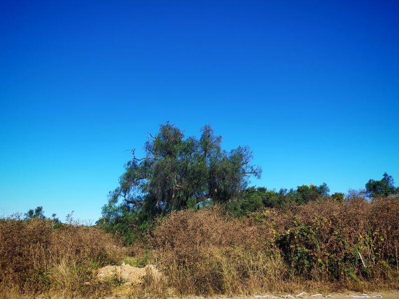 A view of a vacant residential plot featuring natural vegetation, a mature tree, and a paved street verge under a clear blue sky.