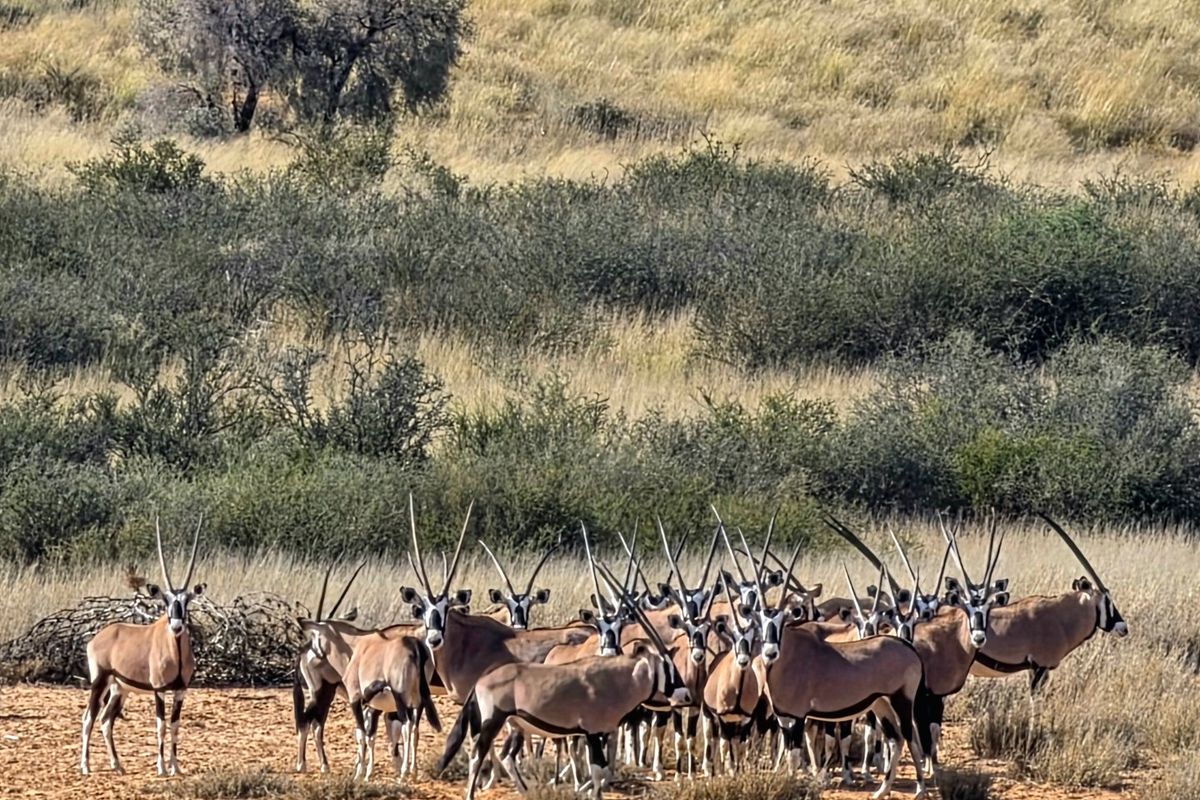 Exceptional Livestock Farm in the Heart of the Central Kalahari - Photo 3