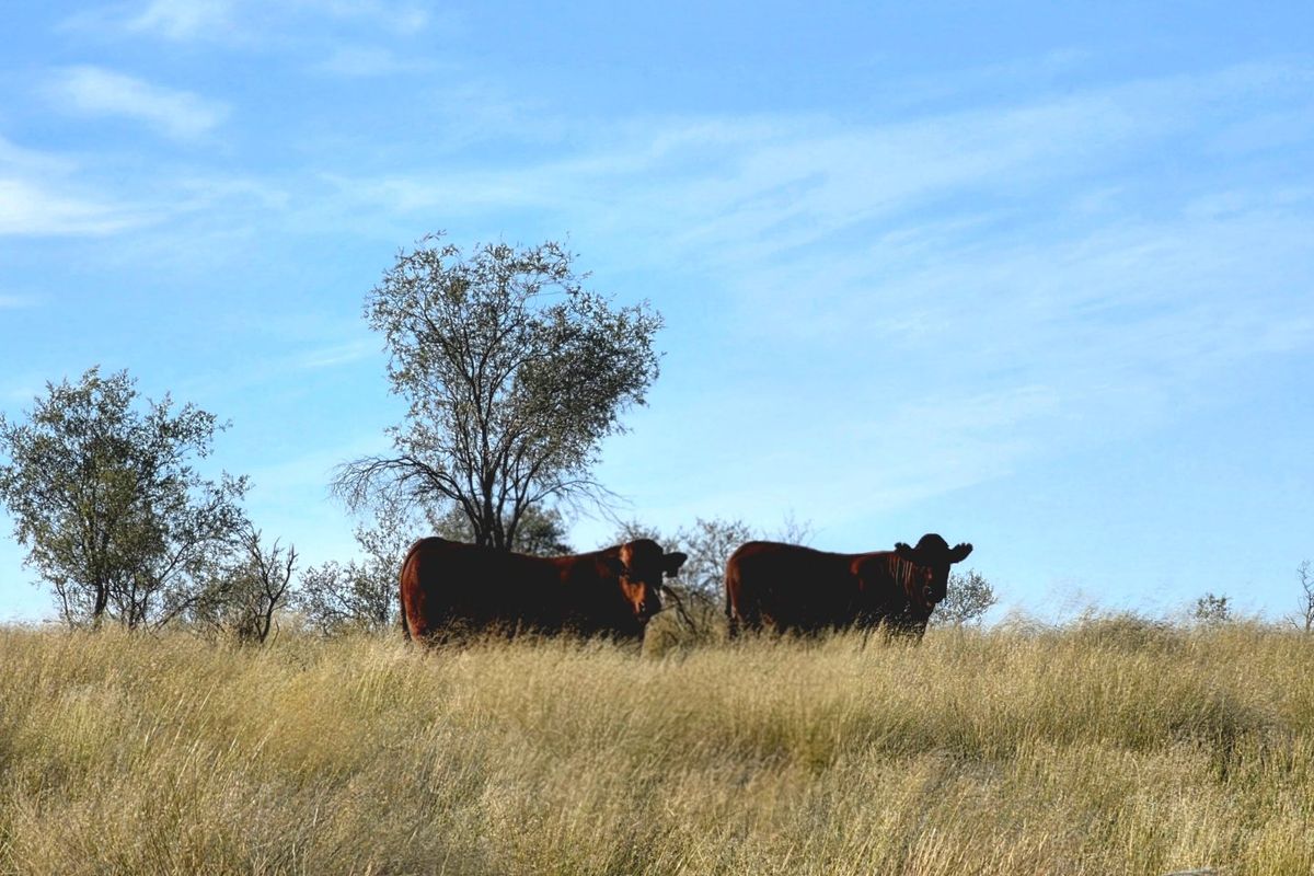 Exceptional Livestock Farm in the Heart of the Central Kalahari - Photo 4