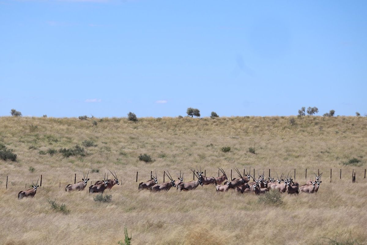 Exceptional Livestock Farm in the Heart of the Central Kalahari - Photo 2