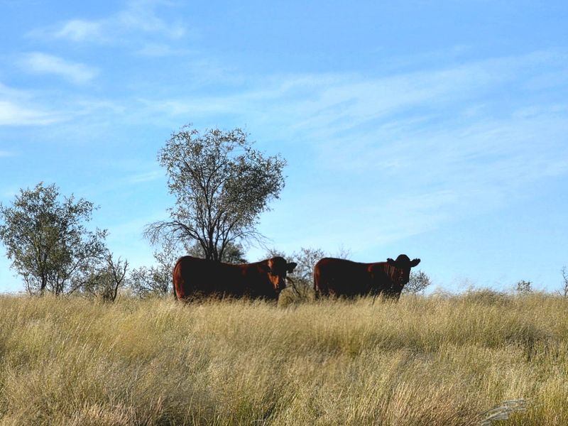 A view of livestock grazing in an open field on the farm property.