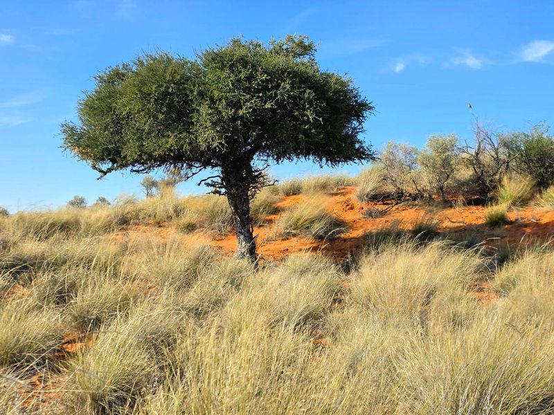 A scenic view of the natural landscape featuring native vegetation and a prominent tree on a sandy, arid terrain.