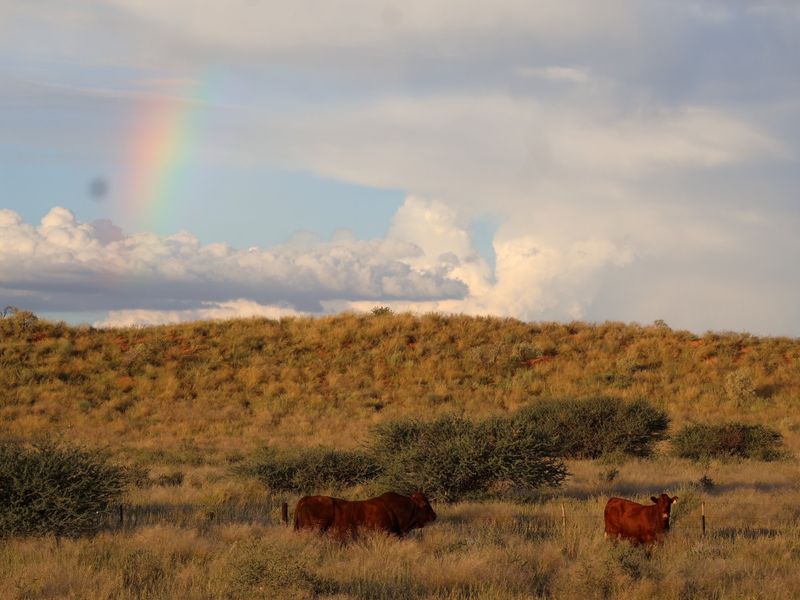 A scenic view of the farm landscape featuring open grazing land, native vegetation, and a rainbow over the horizon.