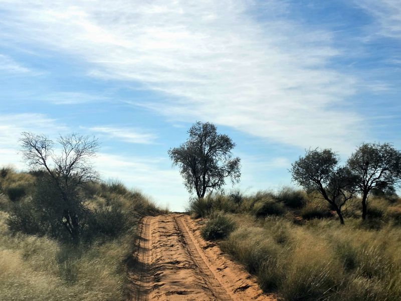 A scenic view of a dirt track winding through natural arid landscape with native vegetation and trees under a clear blue sky.