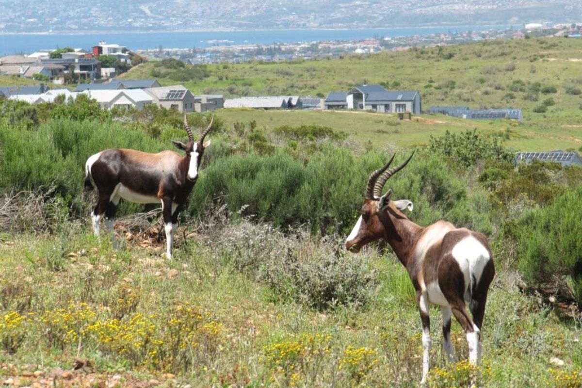 Beautiful home to be build in Outeniquasbosh wild life  Estate - Photo 2
