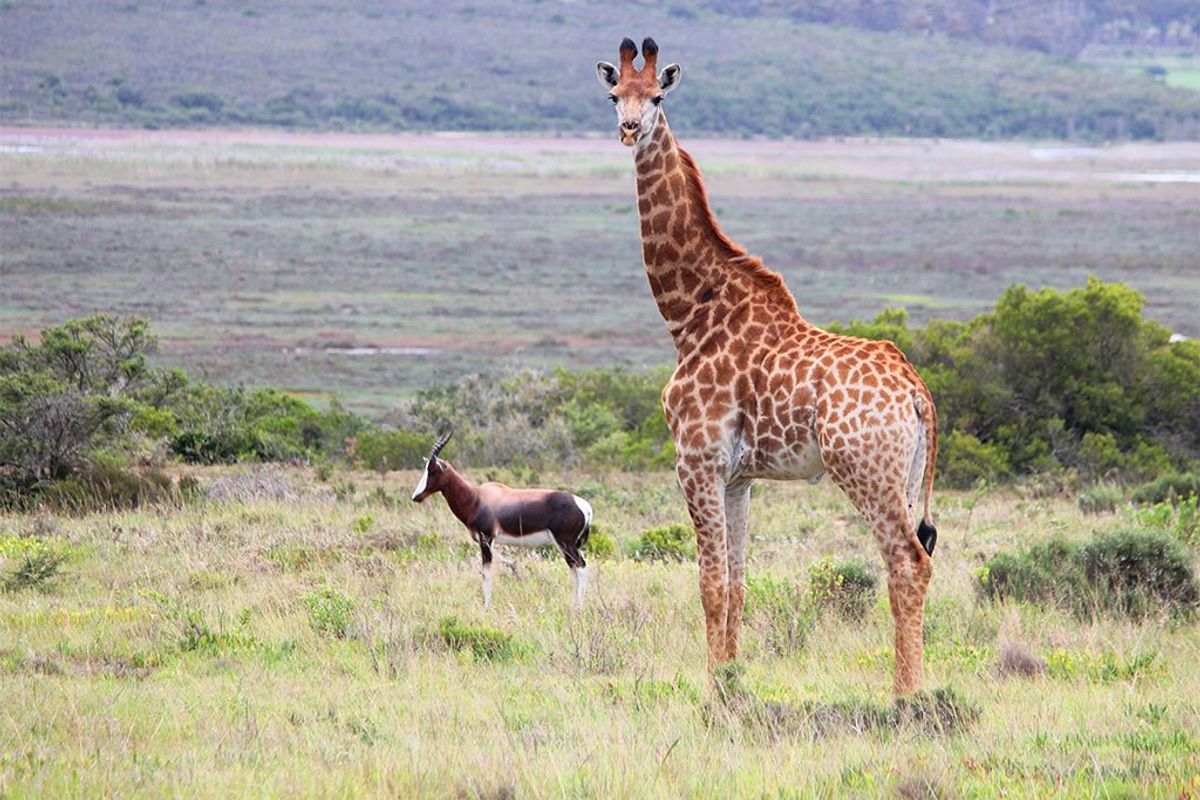 A photograph of wildlife in a natural landscape setting, showing no residential property features or architectural elements.