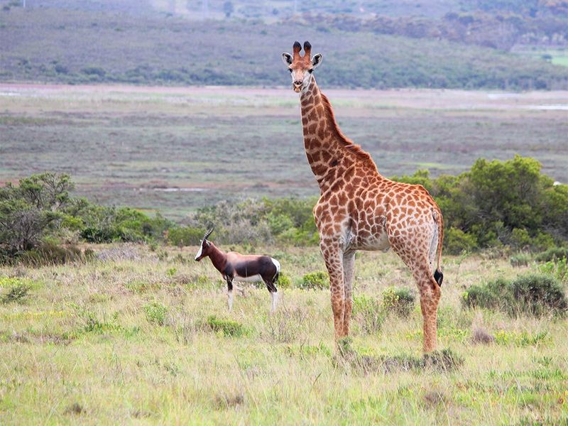 A photograph of wildlife in a natural landscape setting, showing no residential property features or architectural elements.