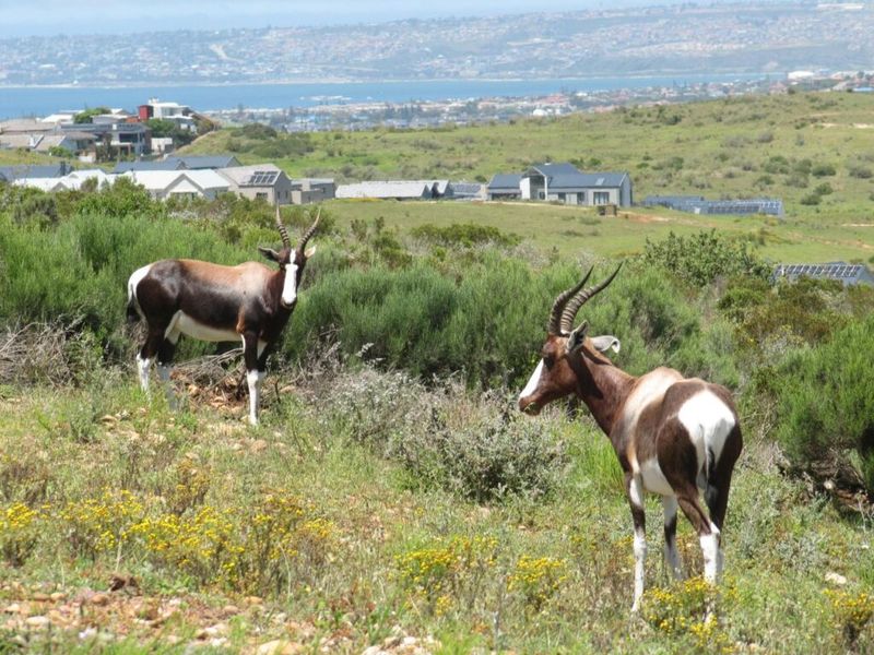 Scenic landscape view featuring local wildlife in a natural setting with residential properties visible in the distance.