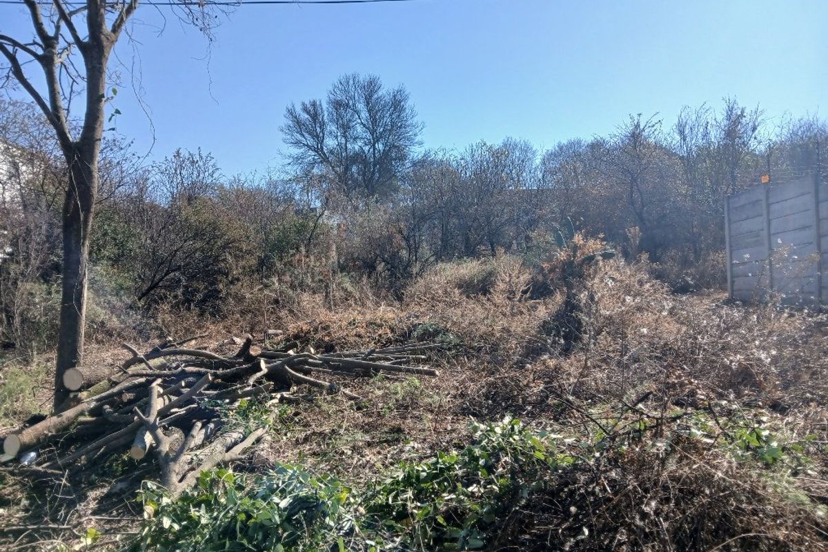 A vacant residential plot featuring mature trees and a precast concrete boundary wall, currently requiring significant clearing of overgrown vegetation and debris.